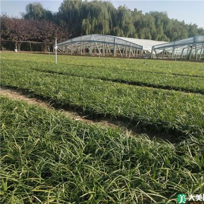 细叶麦冬草