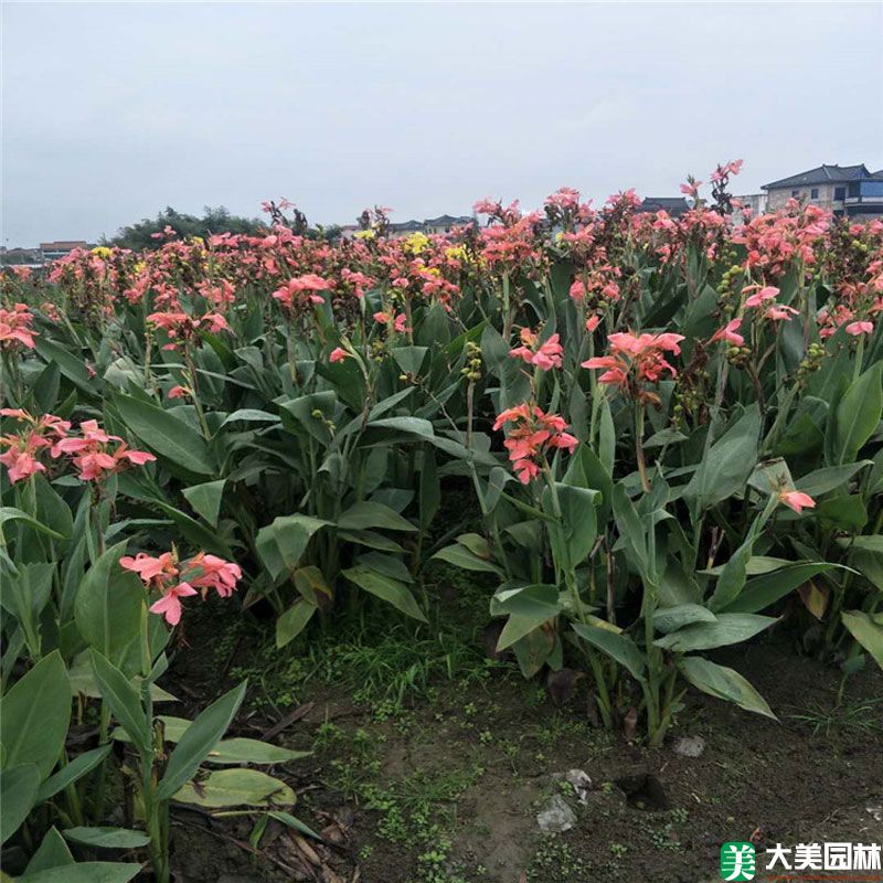 水生美人蕉
