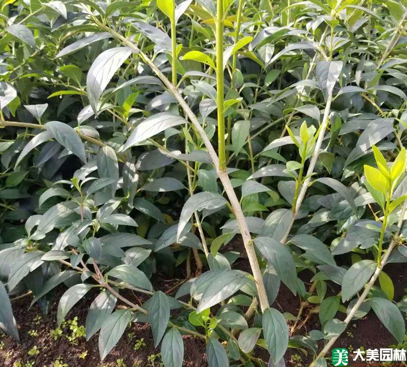 连翘小苗