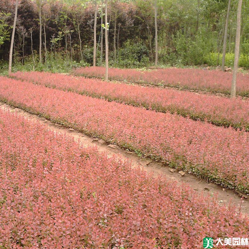 红叶小檗小苗