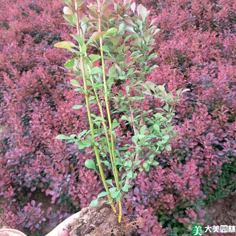 红叶小檗小苗
