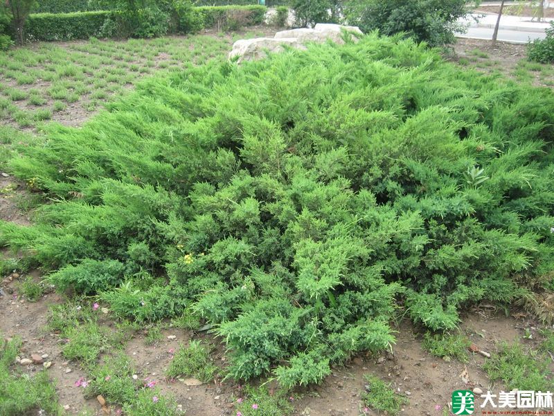 铺地柏小苗
