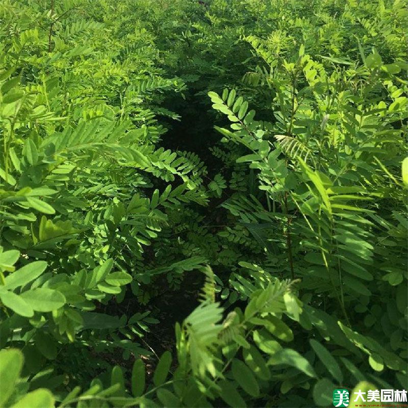 紫穗槐小苗