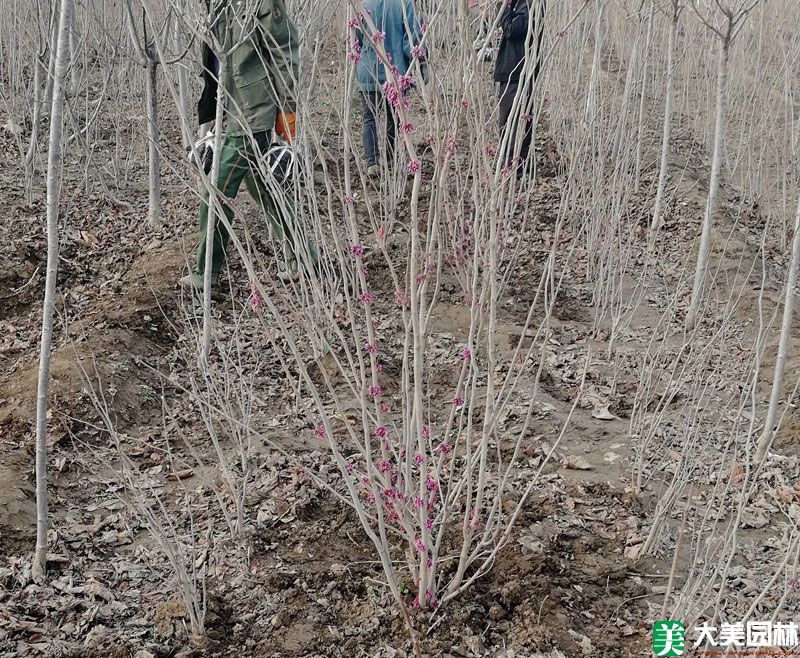 紫荆小苗