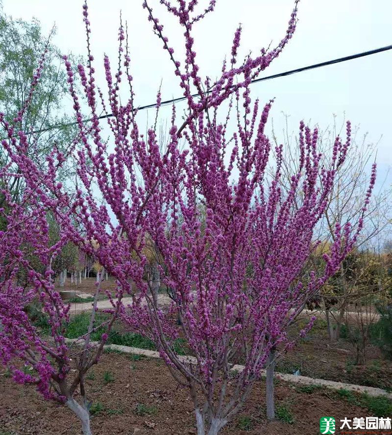 紫荆小苗