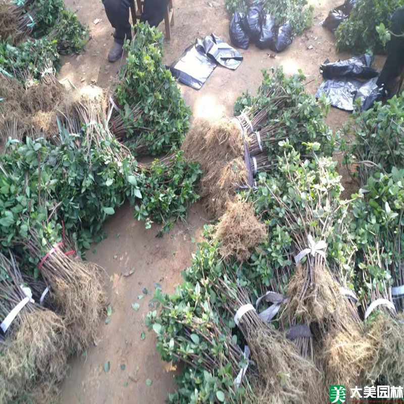 金银花小苗