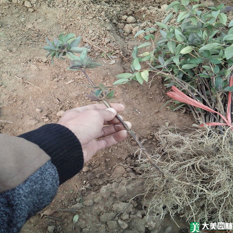 金银花小苗