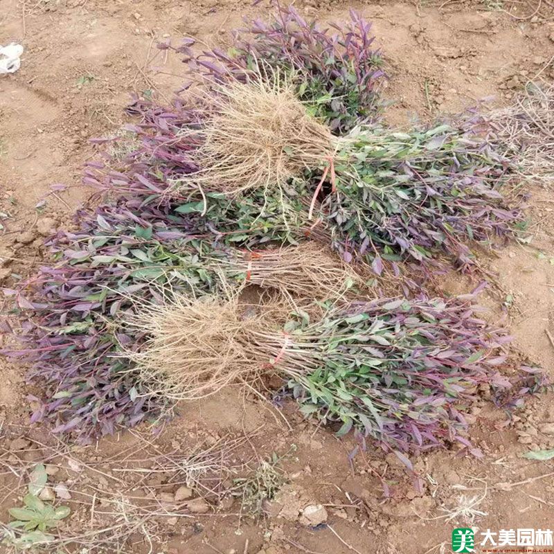 金银花小苗