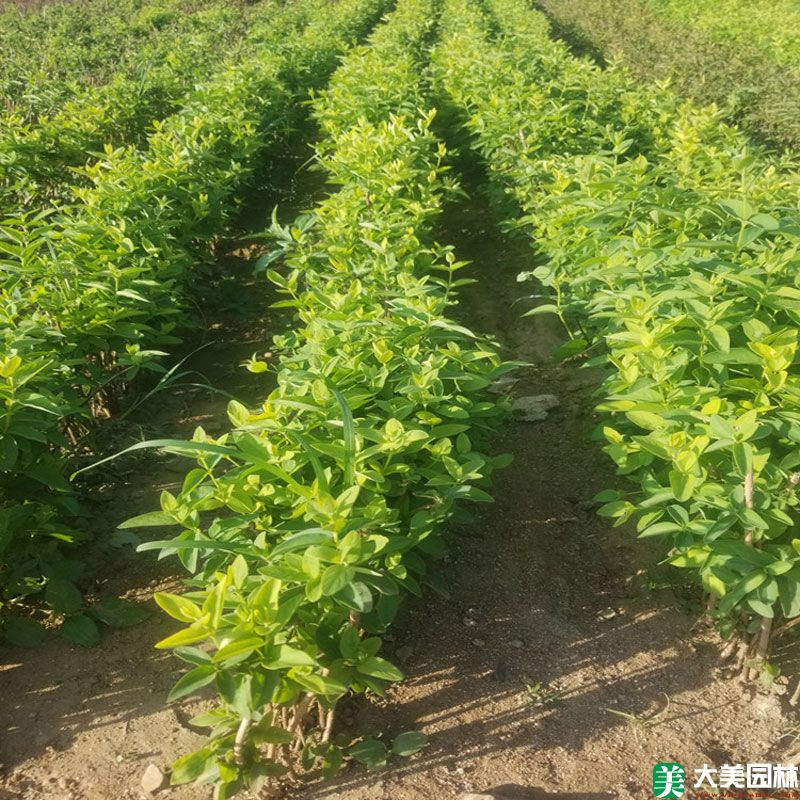 金银花小苗
