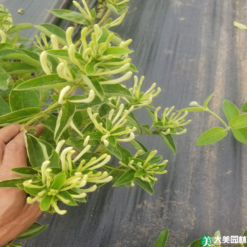 金银花小苗