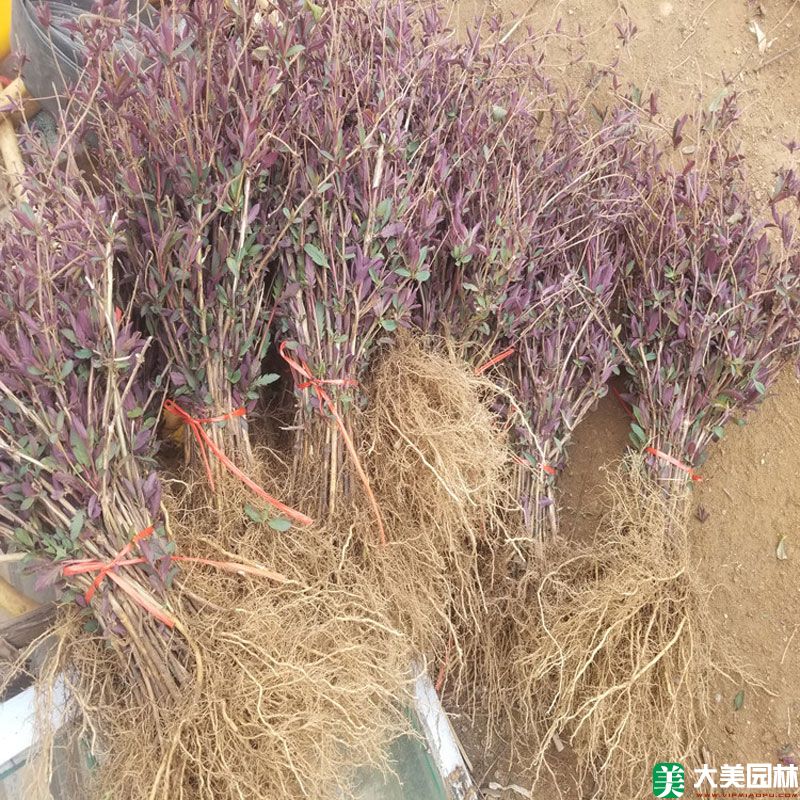 金银花小苗