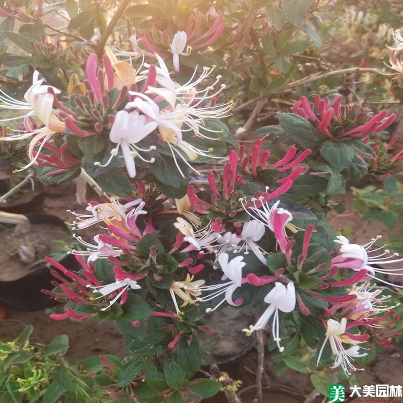 金银花小苗