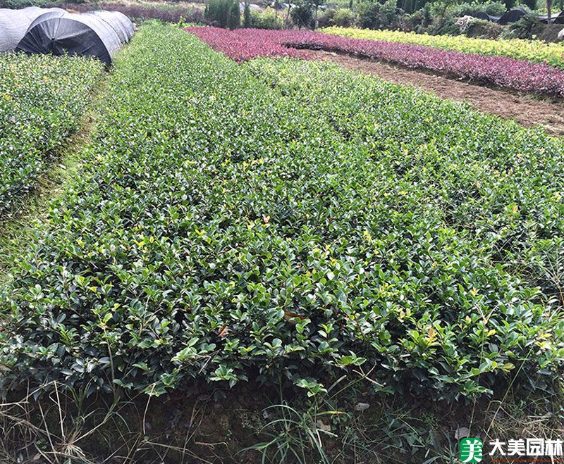 茶梅小苗