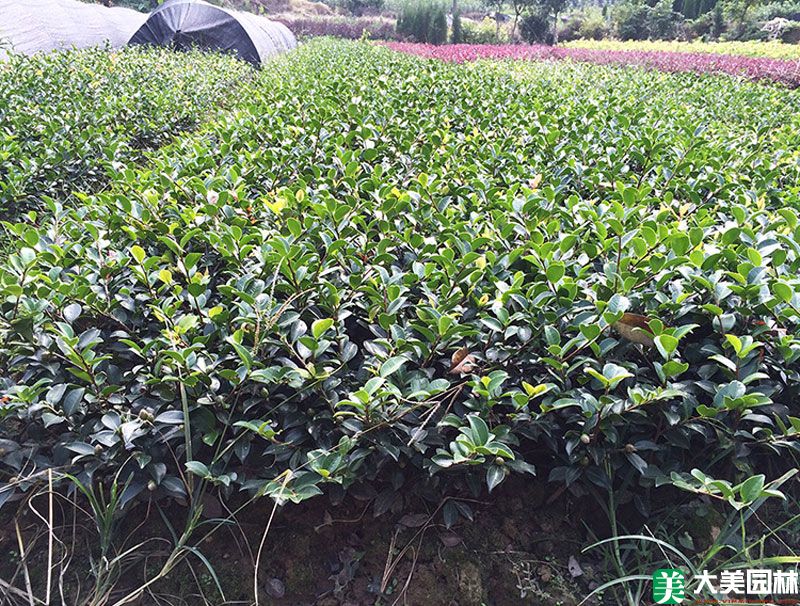 茶梅小苗