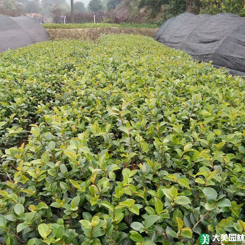 茶梅小苗