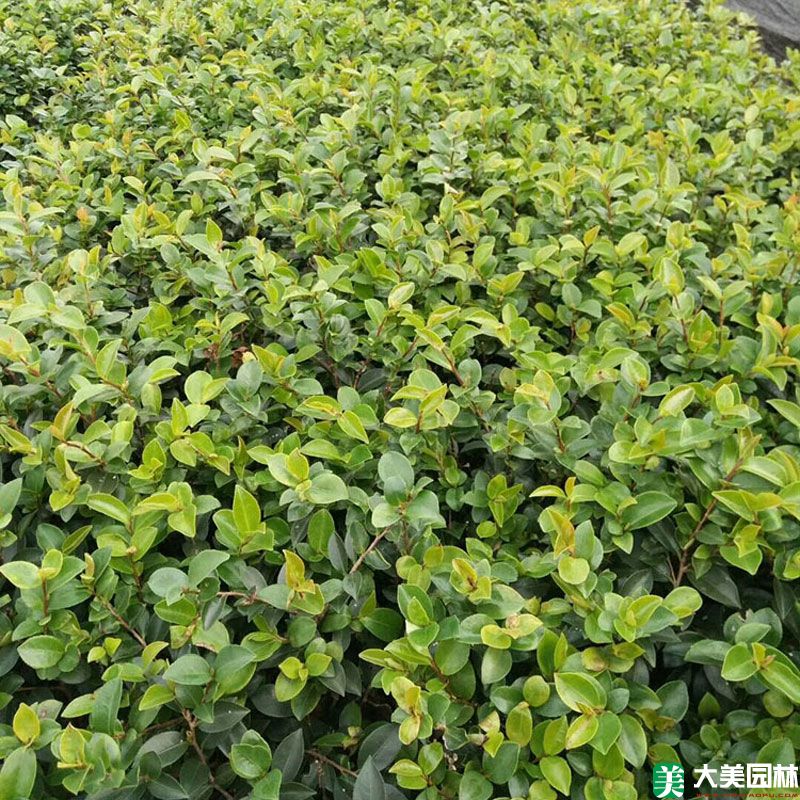茶梅小苗