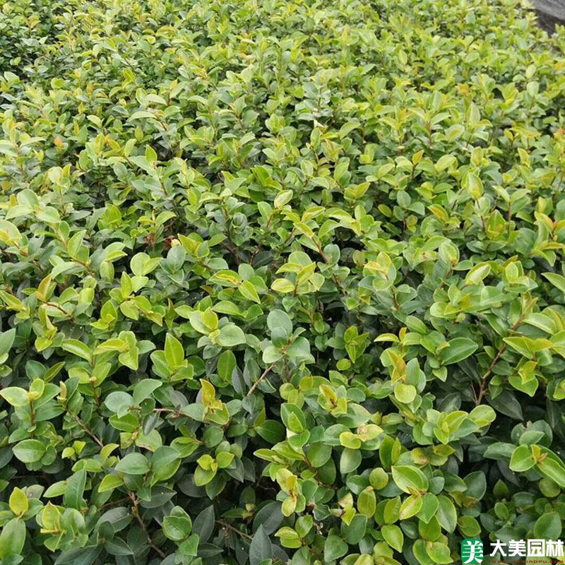 茶梅小苗