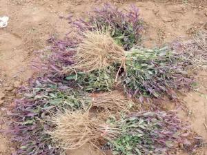 金银花小苗 - 金银花小苗