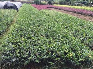 茶梅小苗 - 茶梅小苗