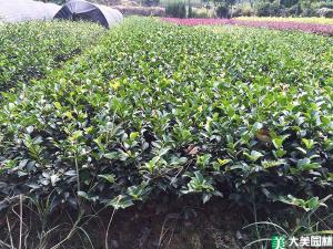 茶梅小苗 - 茶梅小苗