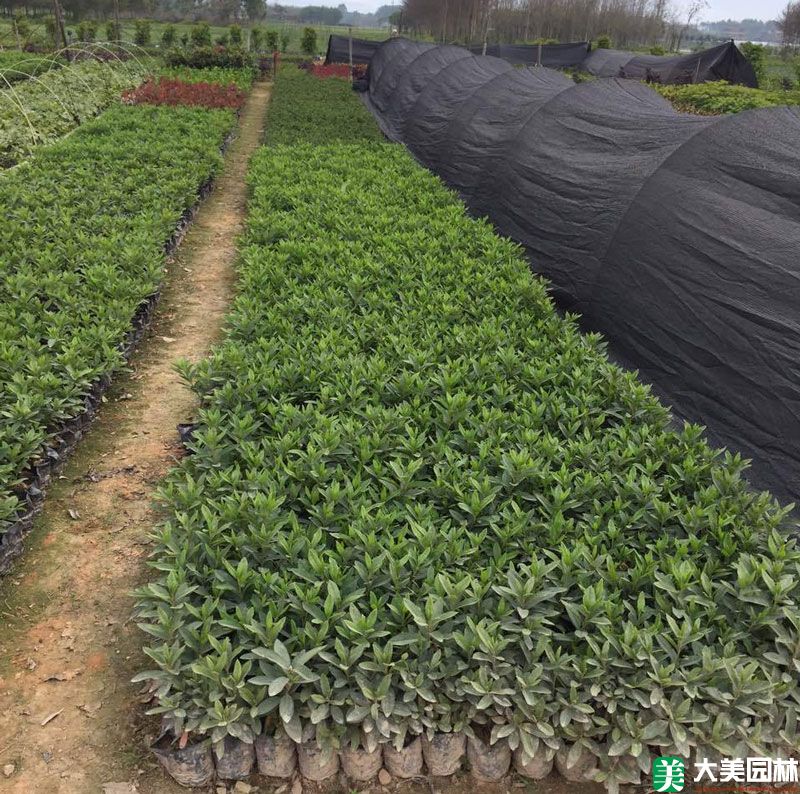 毛杜鹃小苗