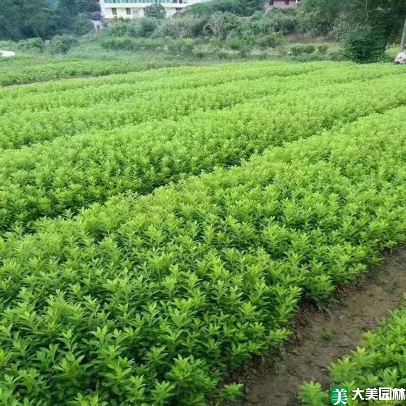 毛杜鹃小苗