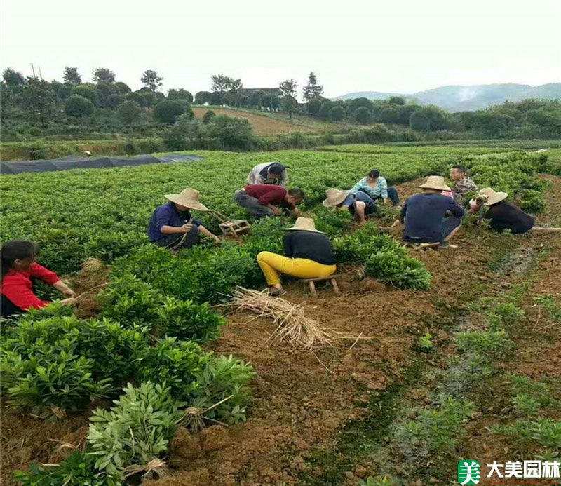 毛杜鹃小苗