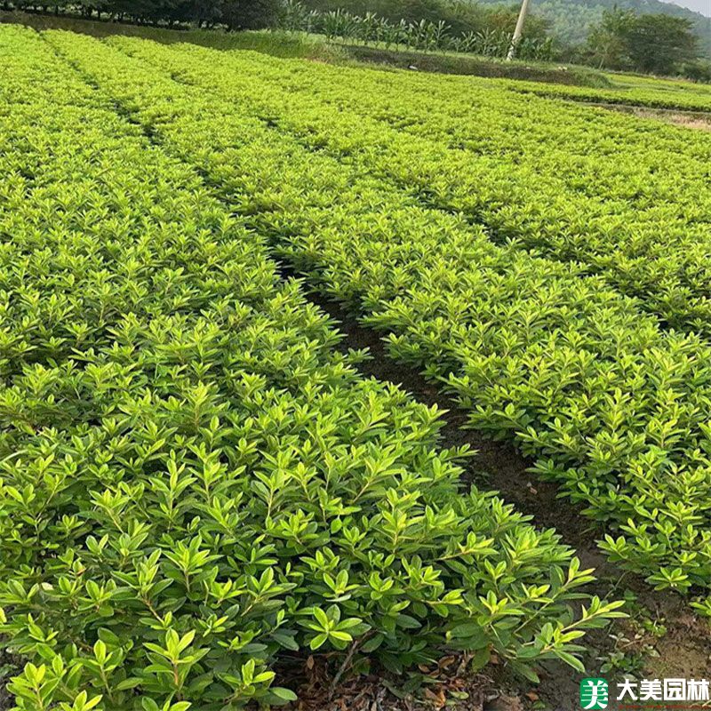 毛杜鹃小苗