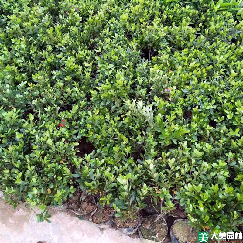 夏鹃小苗