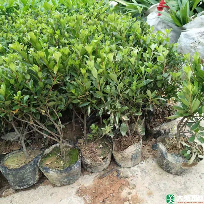 夏鹃小苗