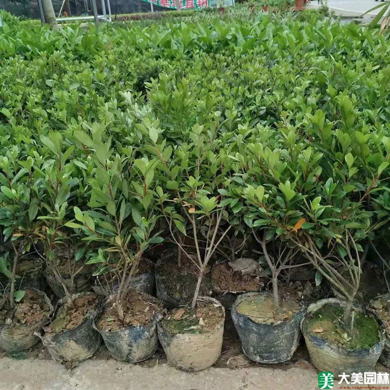夏鹃小苗