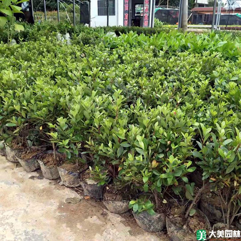 夏鹃小苗