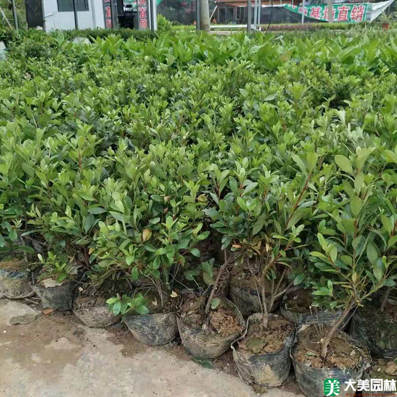 夏鹃小苗