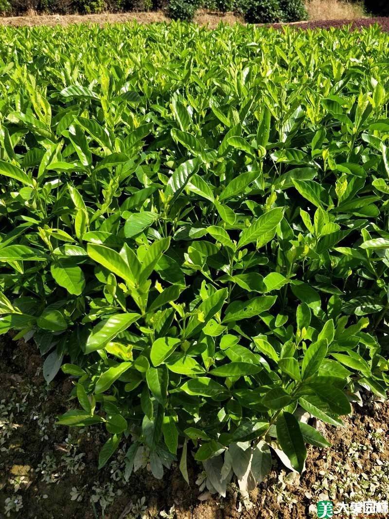 大叶栀子花小苗