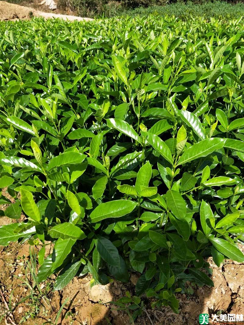 大叶栀子花小苗