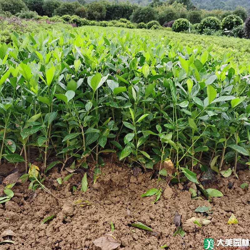 大叶栀子花小苗