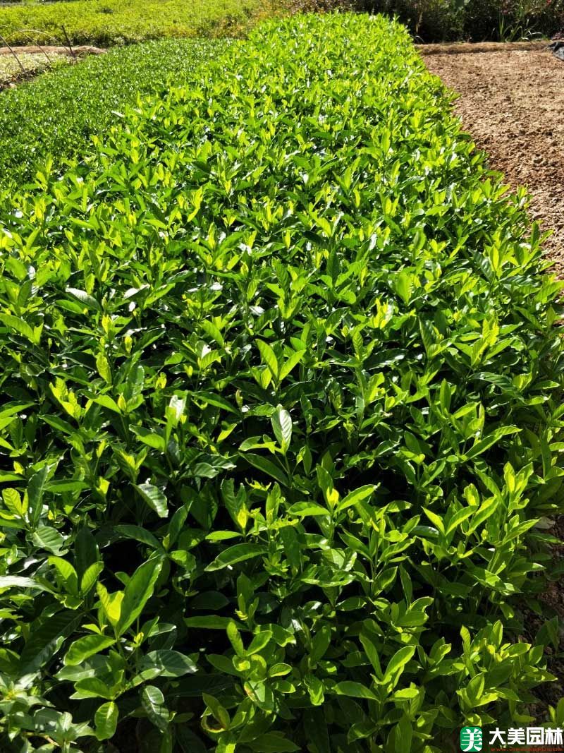 大叶栀子花小苗