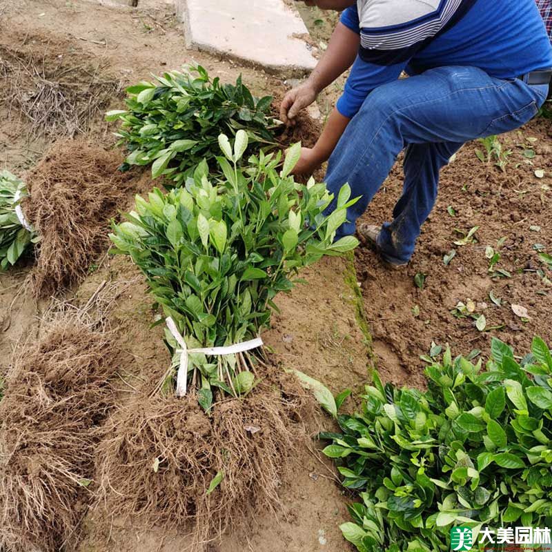 大叶栀子花小苗