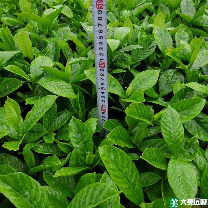 大叶栀子花小苗