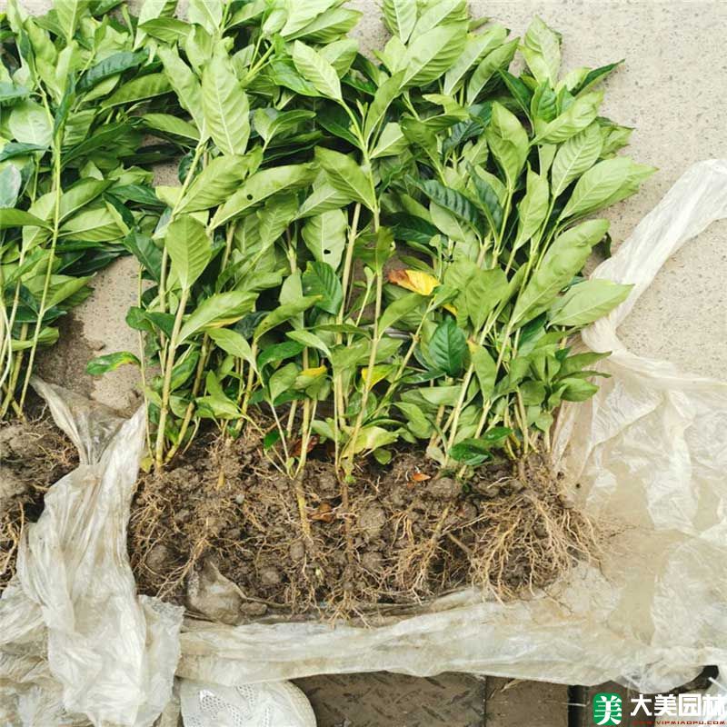 大叶栀子花小苗