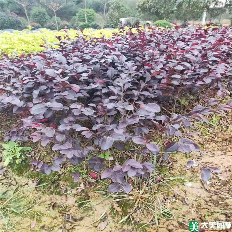 花卉苗木