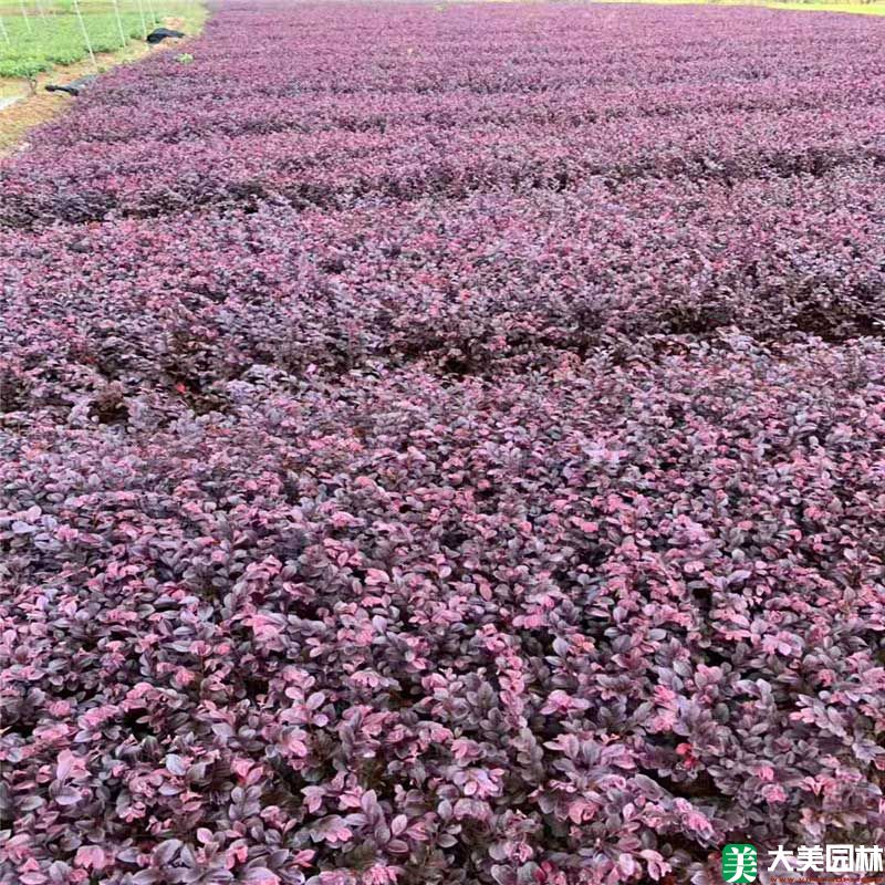 红继木小苗