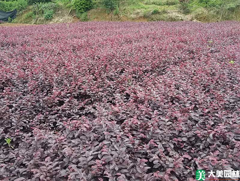 花卉苗木