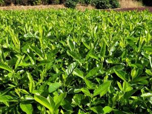 大叶栀子花小苗 - 大叶栀子花小苗
