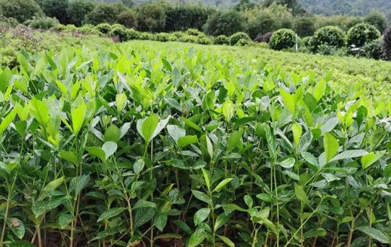 大叶栀子花小苗