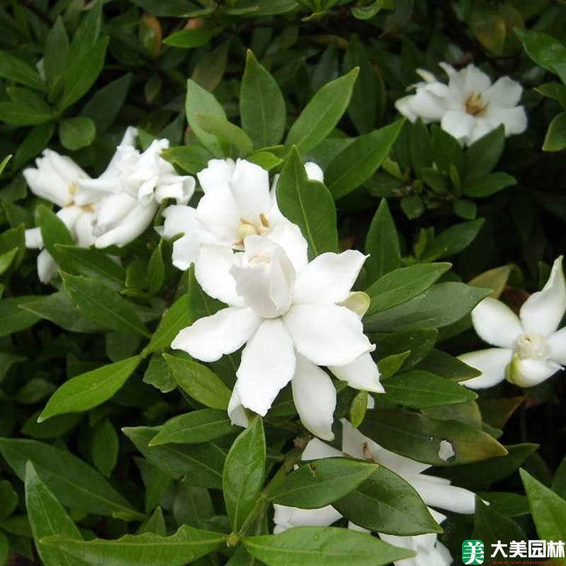 小叶栀子花小苗