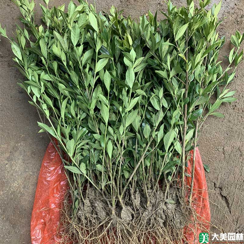 小叶栀子花小苗