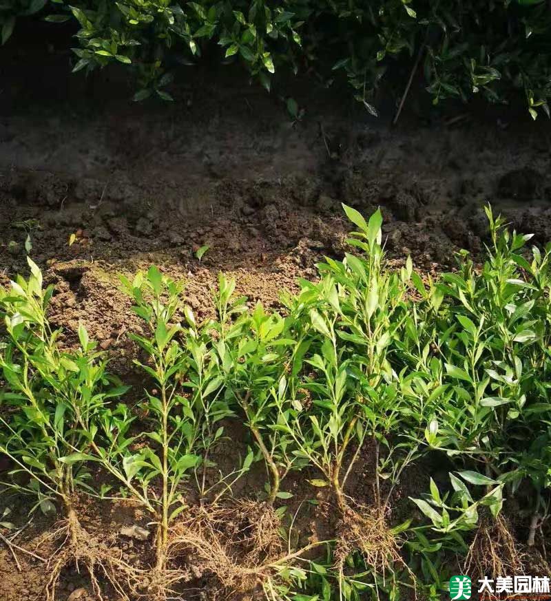 小叶栀子花小苗