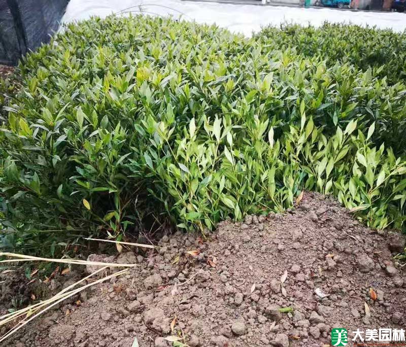 小叶栀子花小苗