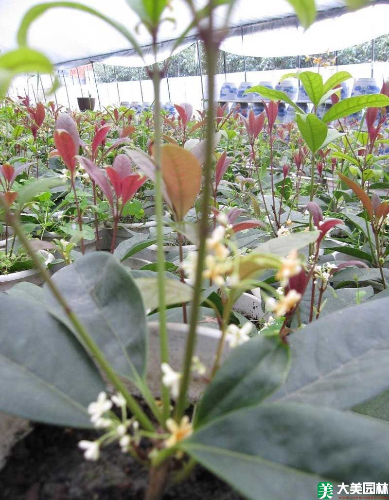 八月桂小苗